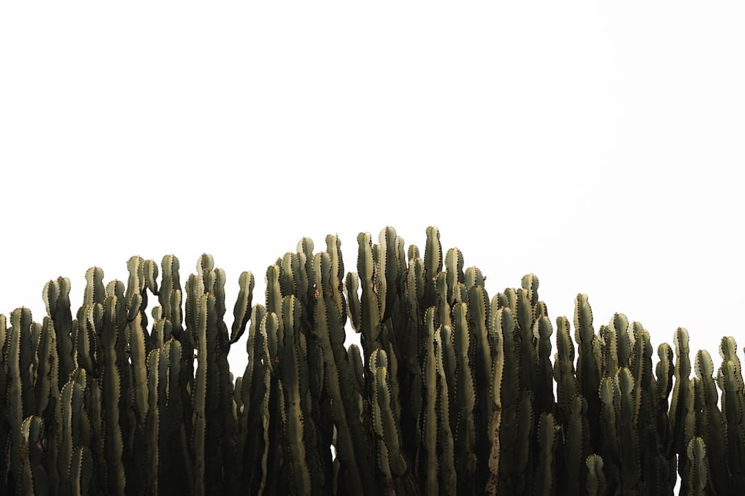 词作大师许鹏原创音乐《狂士》切断愿望归本真,配音大师詹泽献声